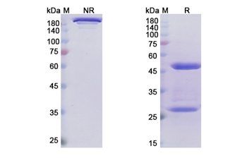 Narsoplimab (MASP2) - Research Grade Biosimilar