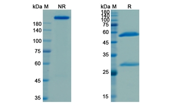 Naxitamab (Ganglioside GD2) - Research Grade Biosimilar