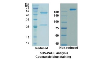 Necitumumab (EGFR/ERBB1 ) - Research Grade Biosimilar