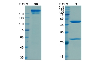 Nesvacumab (ANGPT2) - Research Grade Biosimilar