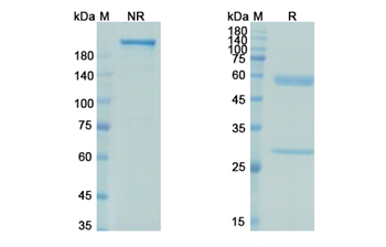 Netakimab (IL17A) - Research Grade Biosimilar
