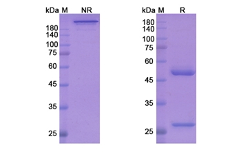 Nurulimab (CTLA4) - Research Grade Biosimilar