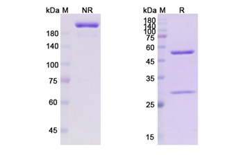 Obexelimab (CD19) - Research Grade Biosimilar