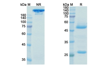 Ocrelizumab (MS4A1/CD20) - Research Grade Biosimilar