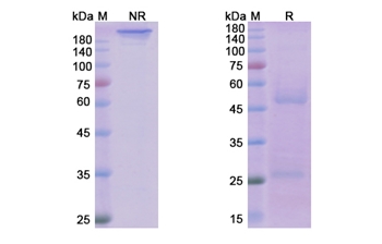 Ofatumumab (MS4A1/CD20) - Research Grade Biosimilar
