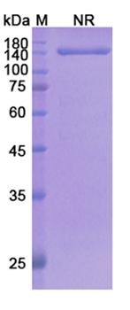 Olendalizumab (C5) - Research Grade Biosimilar Antibody