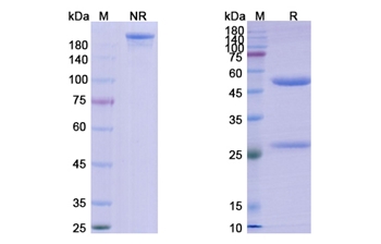 Oncolym (HLA-DR10) - Research Grade Biosimilar