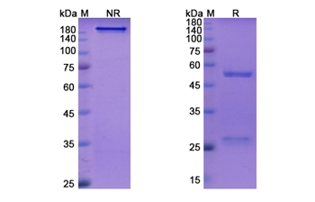 Ontamalimab (MADCAM1) - Research Grade Biosimilar