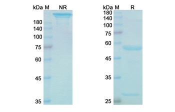 Onvatilimab (VSIR) - Research Grade Biosimilar