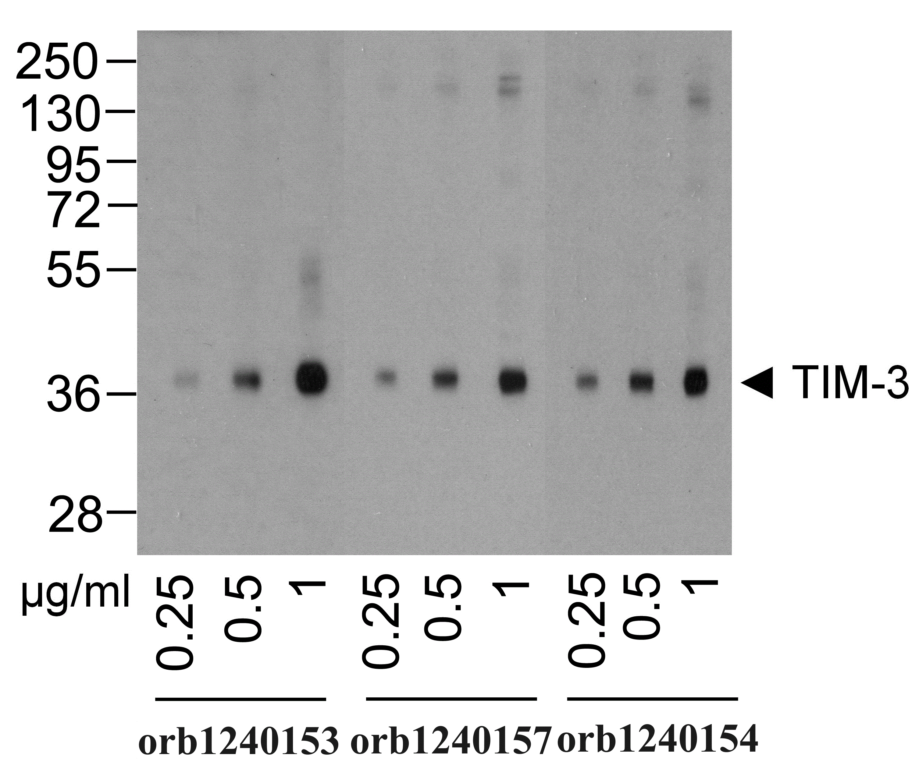 TIM-3 Detection Set (Risk Free)