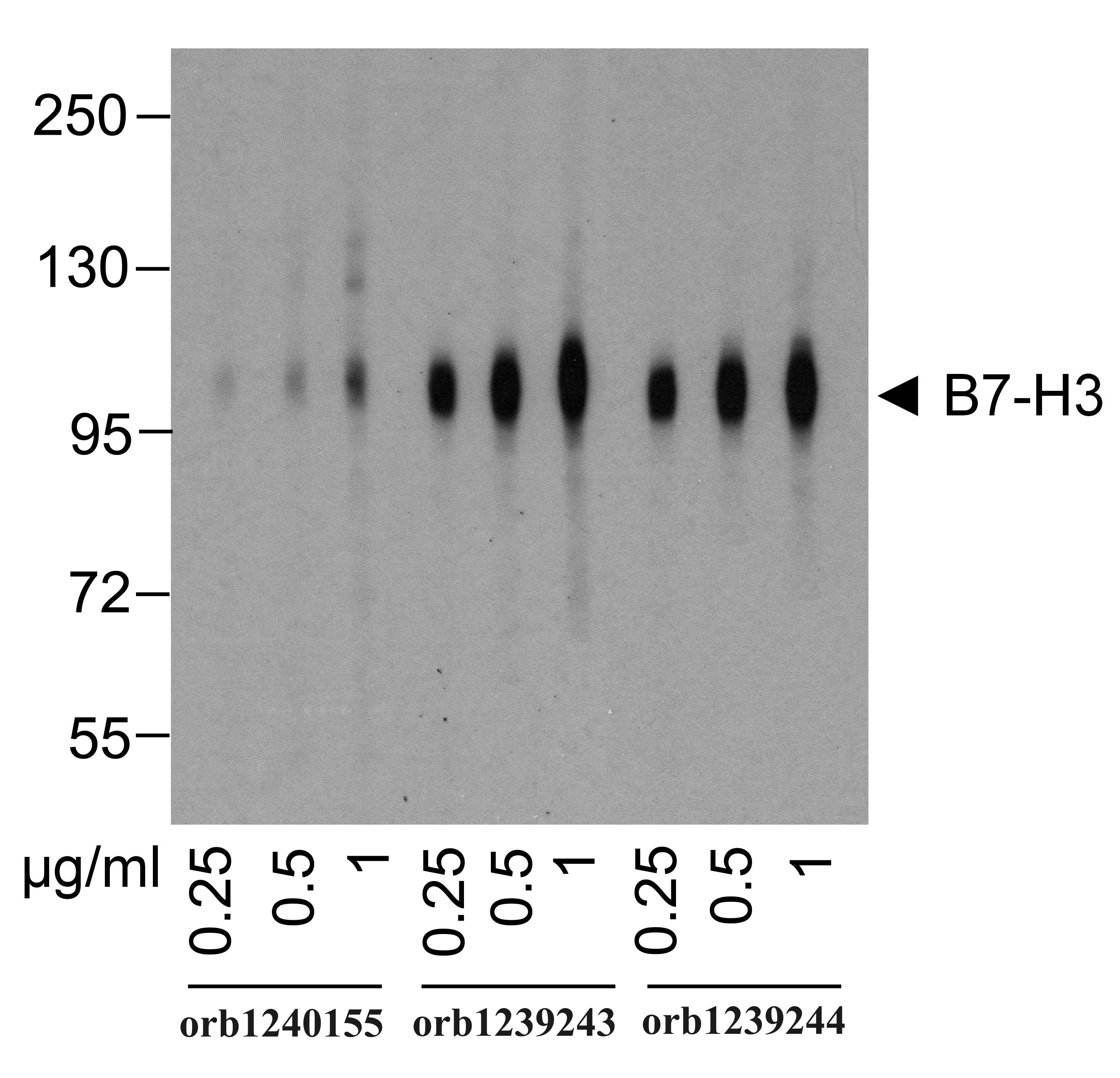 B7-H3 Detection Set (Risk Free)