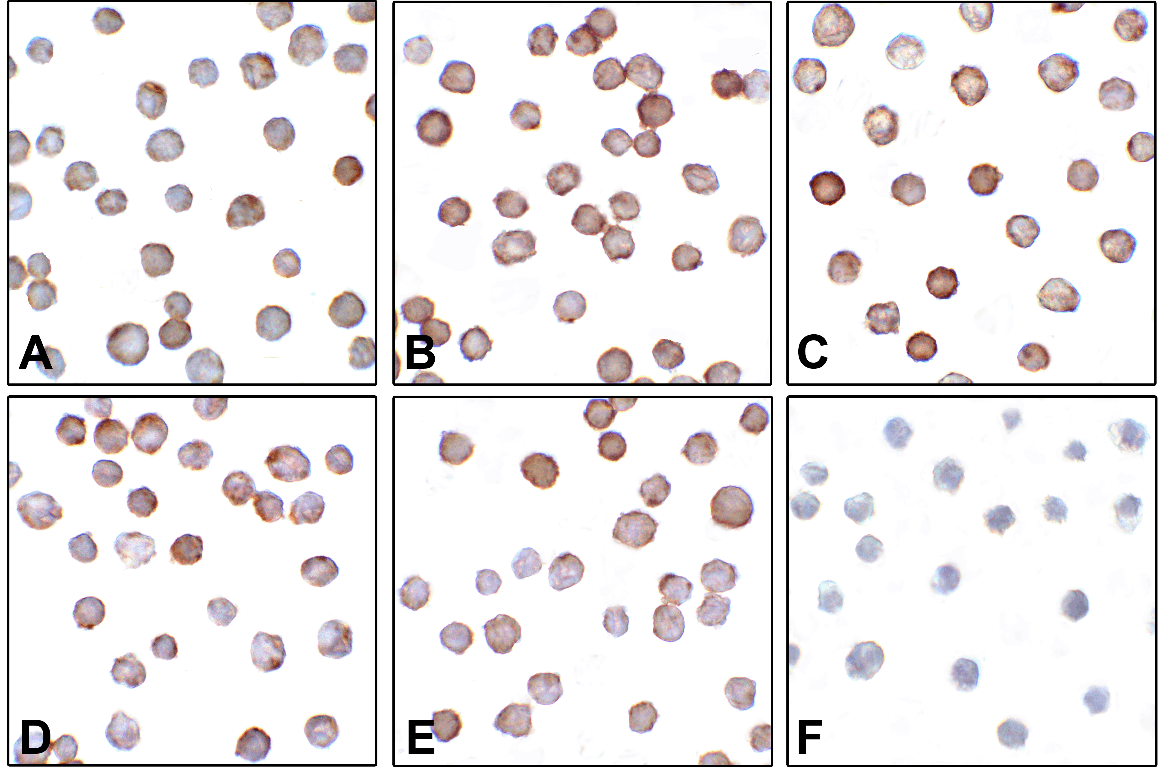 B7-H3 Detection Set (Risk Free)