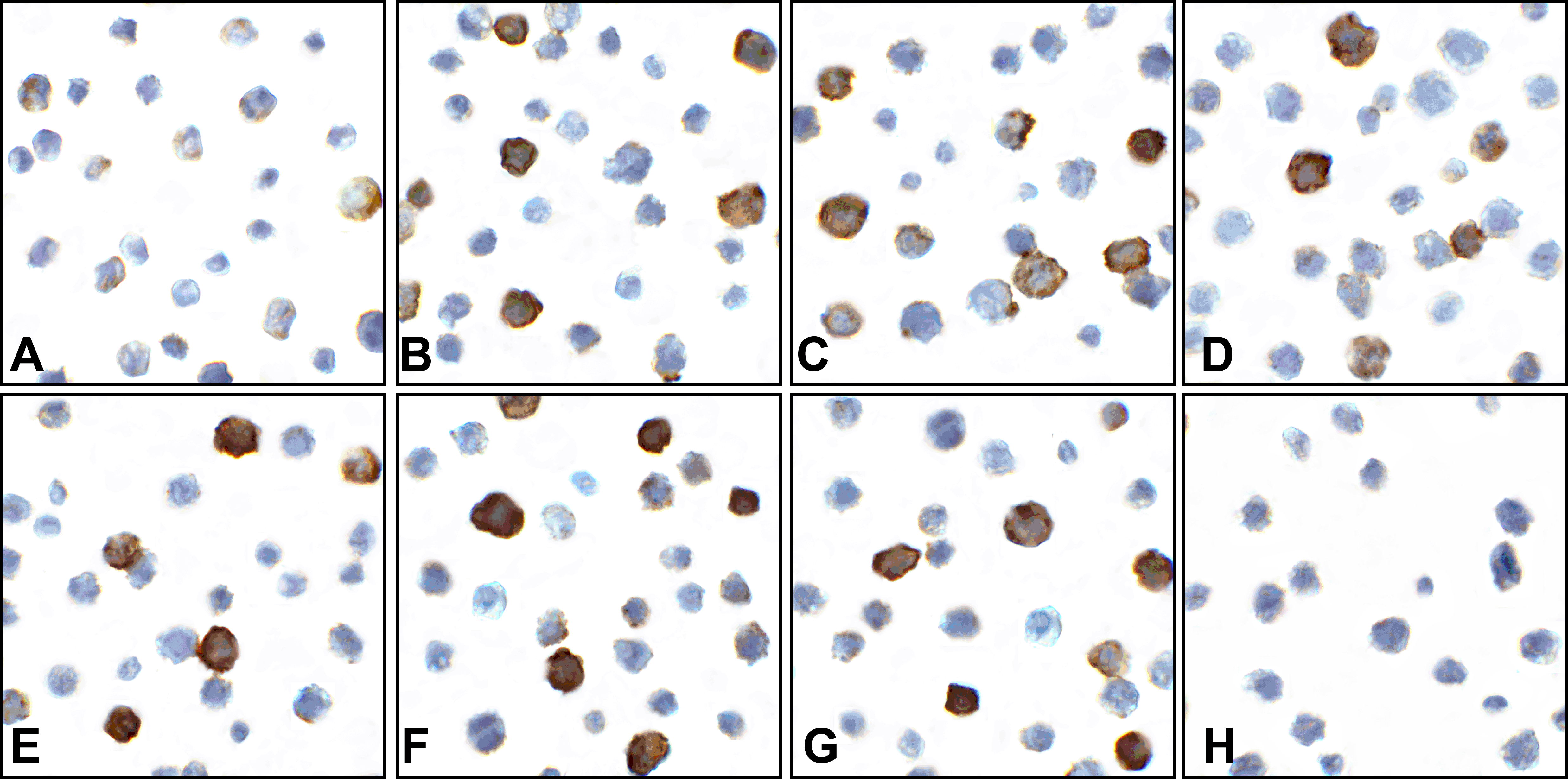 CD80 Detection Set (Risk Free)