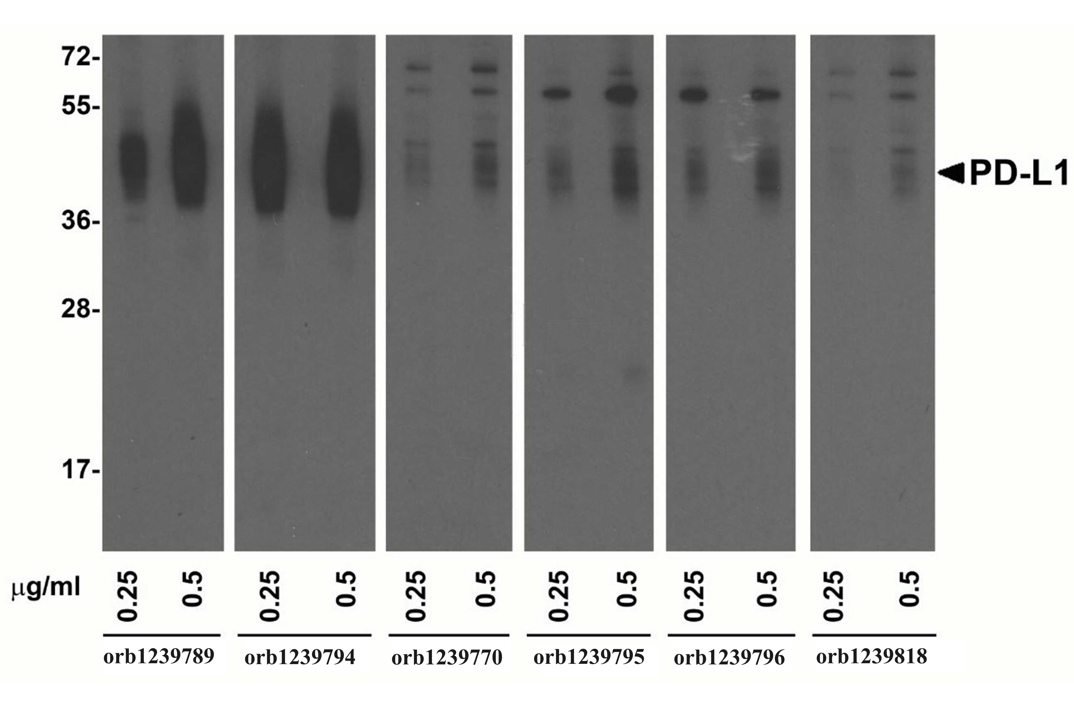 PDL1 Detection Set (Risk Free)