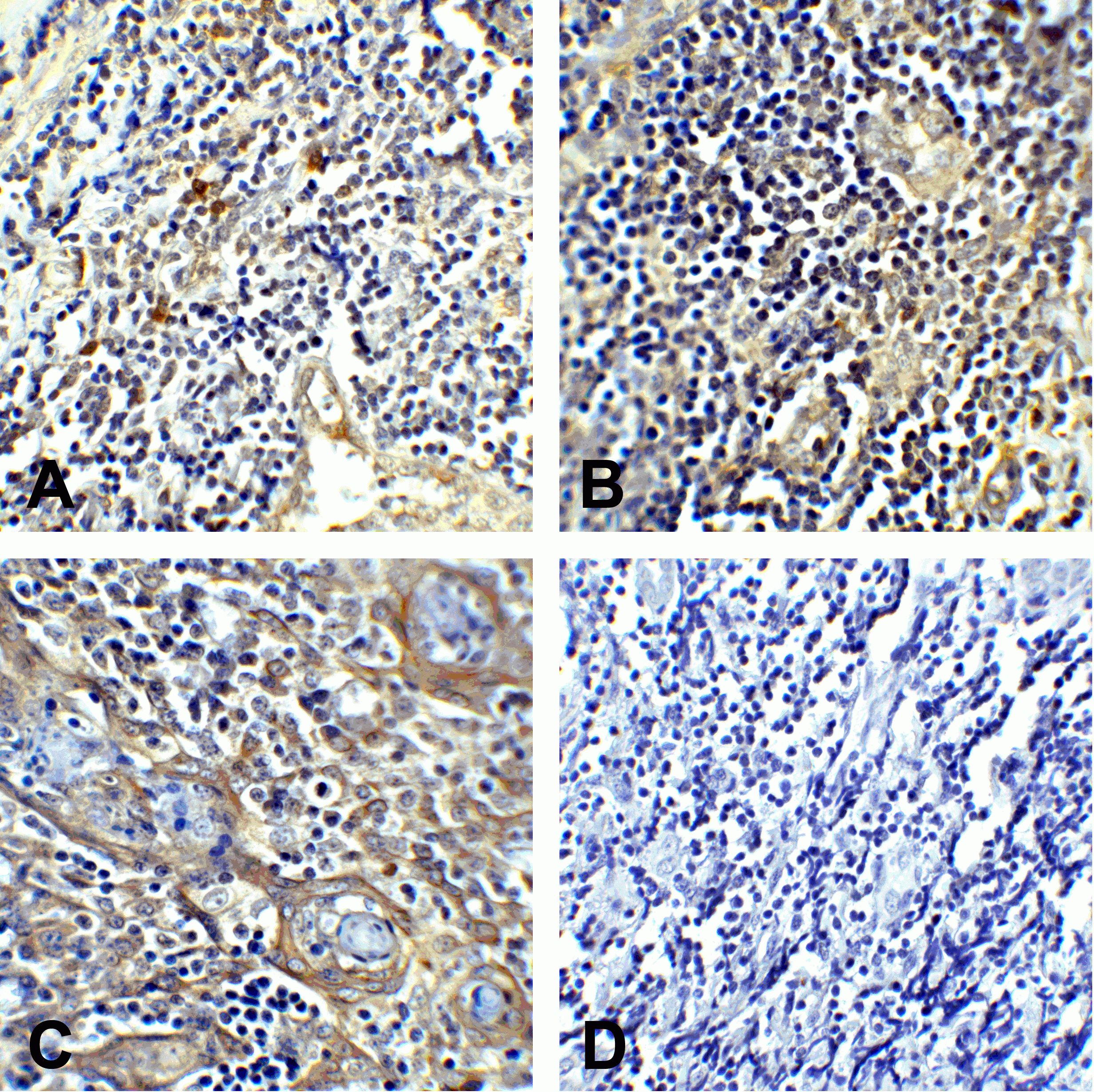 CTLA4 Detection Set (Risk Free)