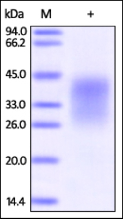 PD1 Recombinant Protein