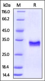 CD40 Recombinant Protein