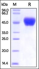 Ebolavirus Glycoprotein Recombinant Protein