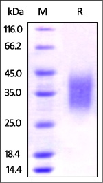 PD-1 Recombinant Protein