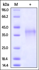 PD-1 Recombinant Protein