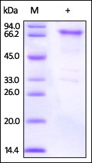 OX40 Recombinant Protein