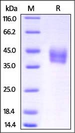IL-4 R alpha Recombinant Protein