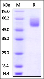 CD47 Recombinant Protein