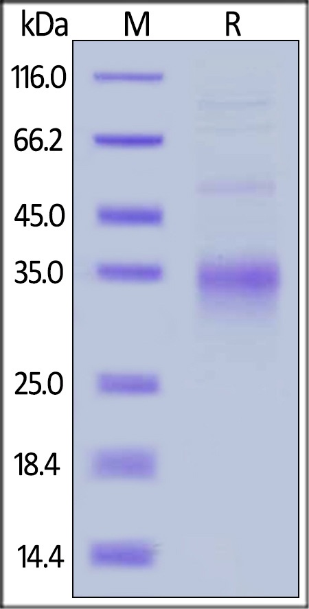 CD28 Recombinant Protein