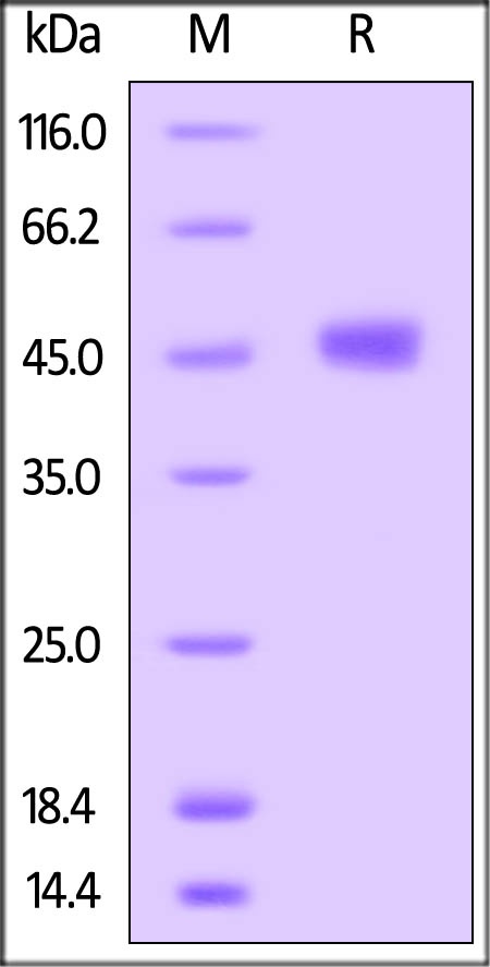 TIGIT Recombinant Protein