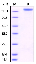 P-Selectin Recombinant Protein