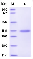 MBL Recombinant Protein