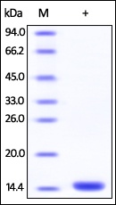 FKBP12 Recombinant Protein