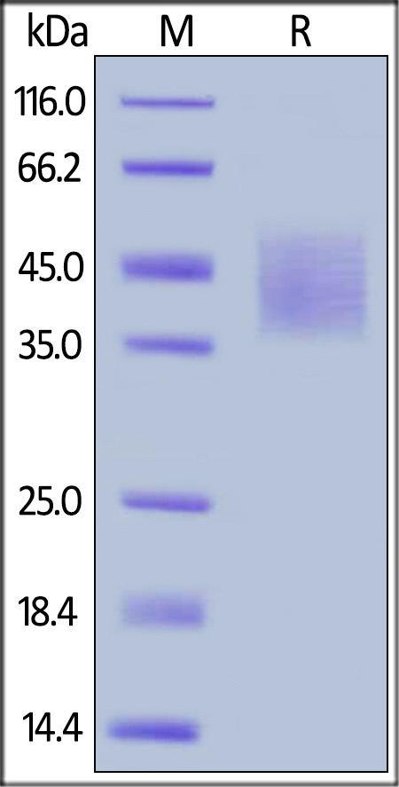 DNAM-1 Recombinant Protein