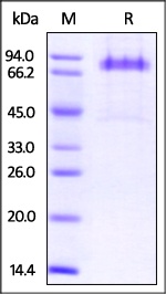 Dkk-1 Recombinant Protein