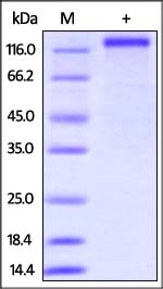 CD163 Recombinant Protein