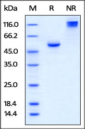 BTN3A1 Recombinant Protein