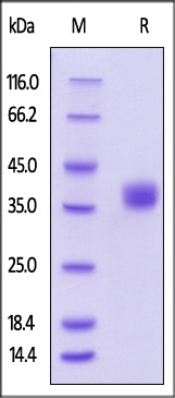 BTN1A1 Recombinant Protein