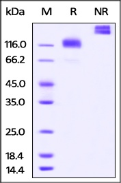M-CSF R Recombinant Protein
