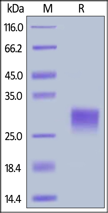 CD40 Recombinant Protein