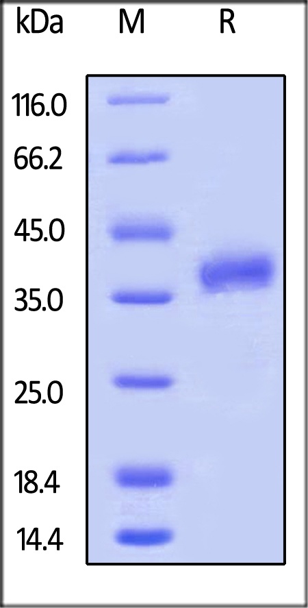 FOLR1 Recombinant Protein