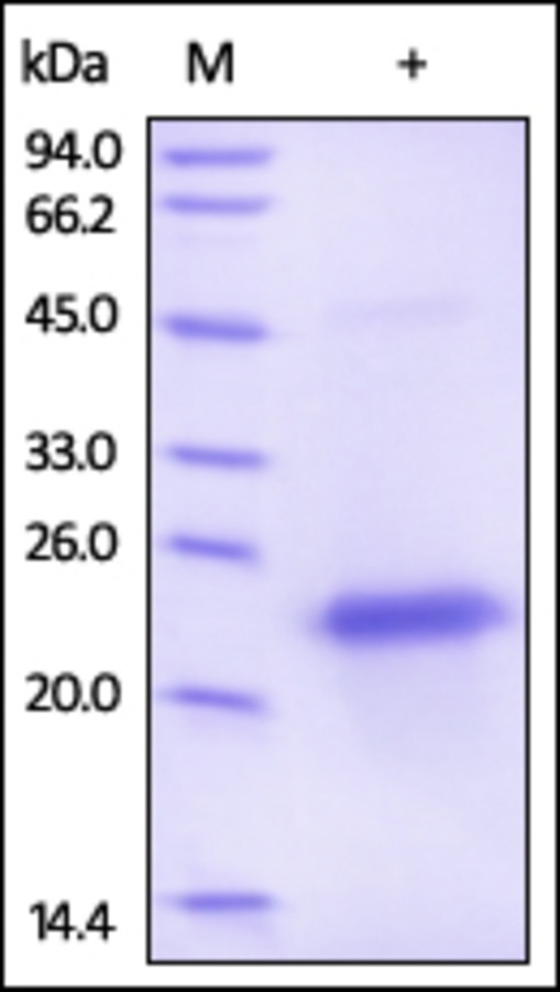 VEGF 165 Recombinant Protein