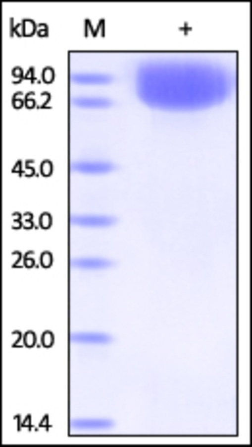 Vasorin Recombinant Protein