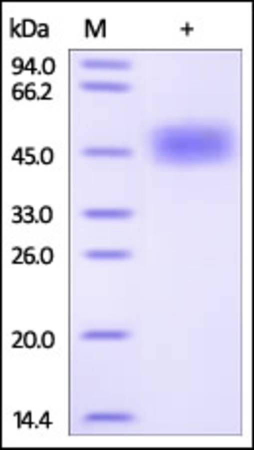 CD87 Recombinant Protein