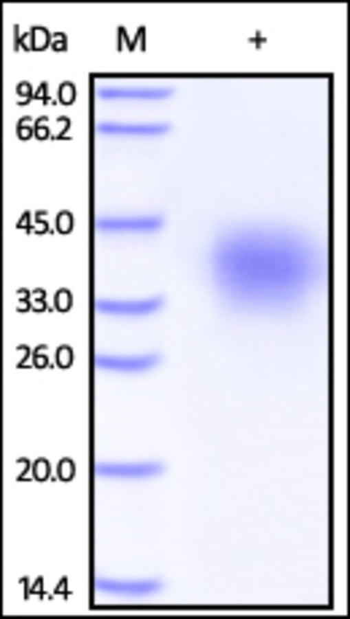 CD264 Recombinant Protein