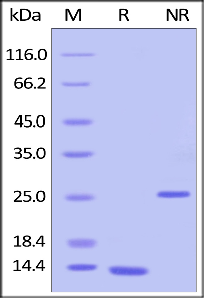 TGF Beta 1 Recombinant Protein