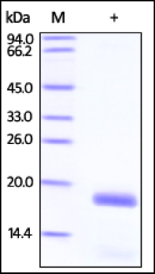Stathmin Recombinant Protein