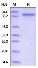 Semaphorin 4A Recombinant Protein