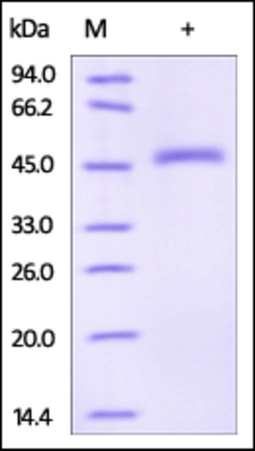 Serpin E2 Recombinant Protein