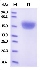 Serpin A1 Recombinant Protein