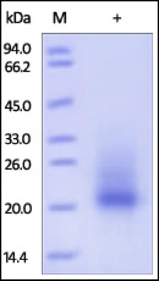 SCF Recombinant Protein